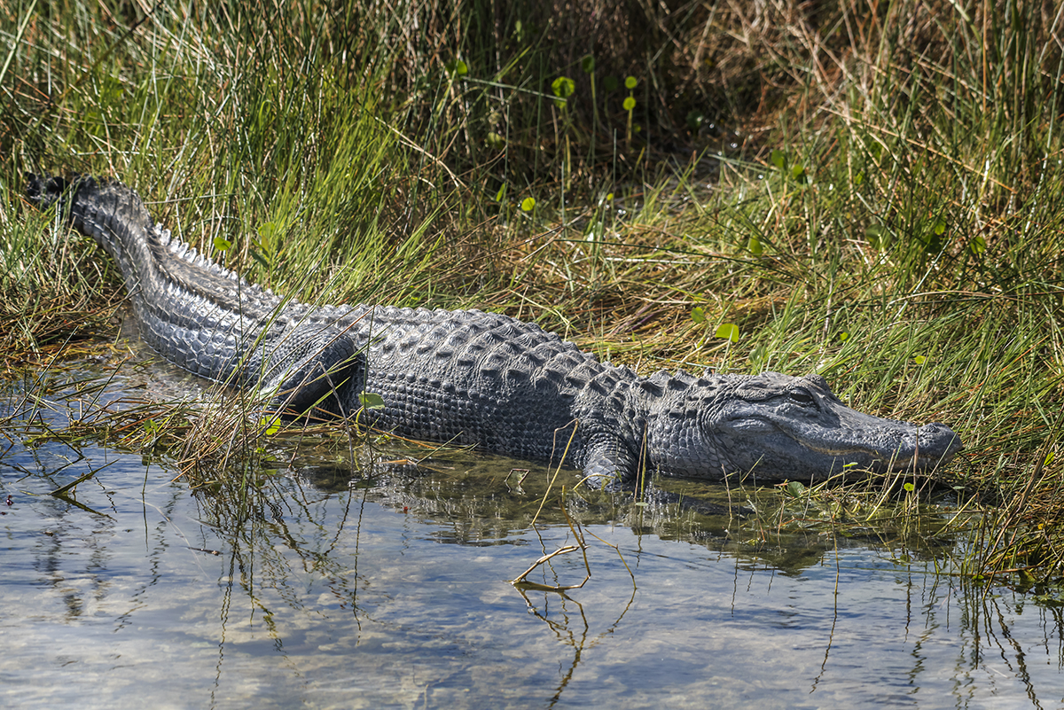 Key Largo & Everglades National Park - Traveling Huntleys