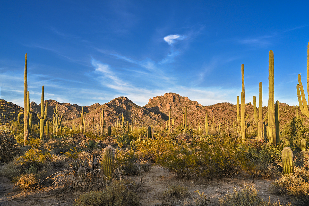 Saguaro National Park, Tucson, Arizona - Traveling Huntleys