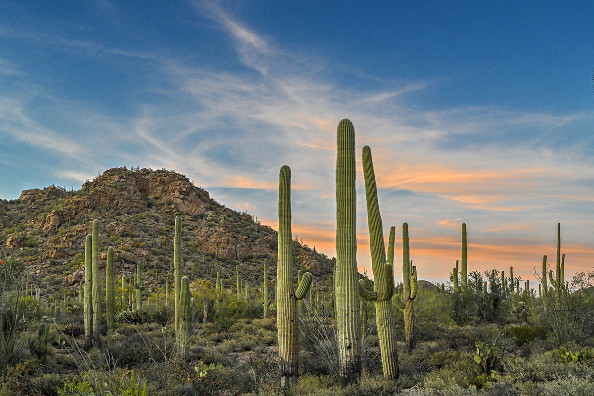 Saguaro National Park, Tucson, Arizona - Traveling Huntleys